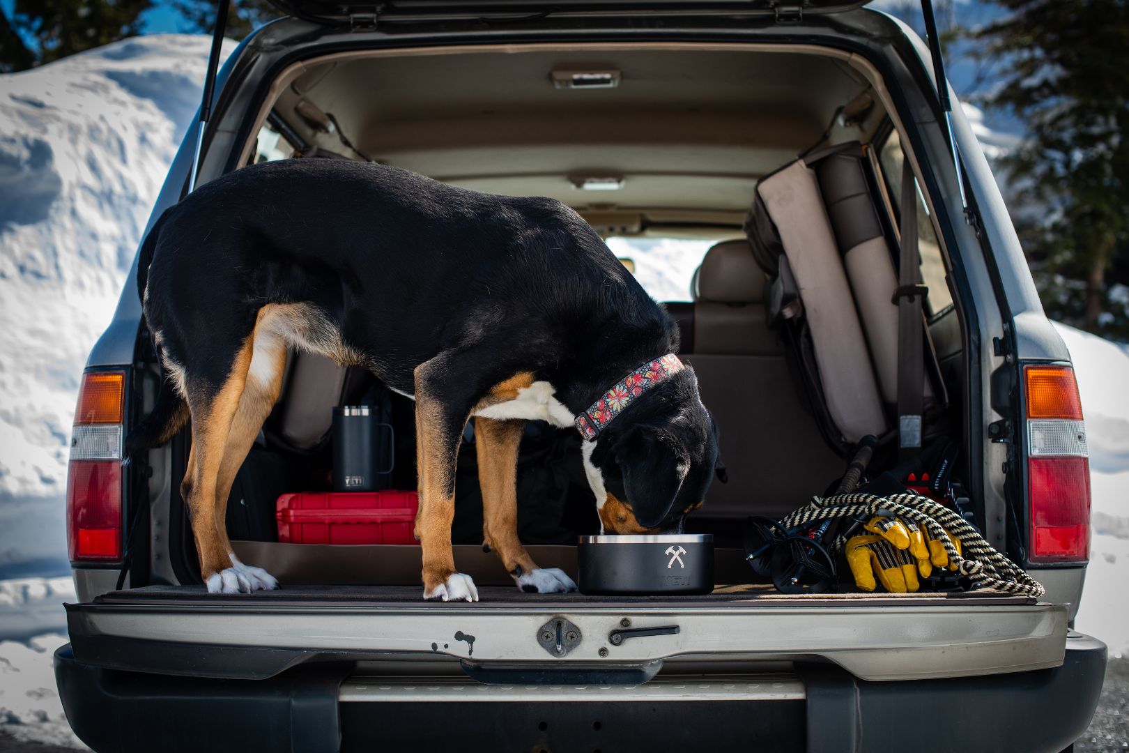 Scout's Yeti Dog Bowl